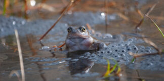Spot spring’s vital signs and help the Woodland Trust record the impact of climate change on nature springsvitalsigns5 frogspawnWT cropped scaled