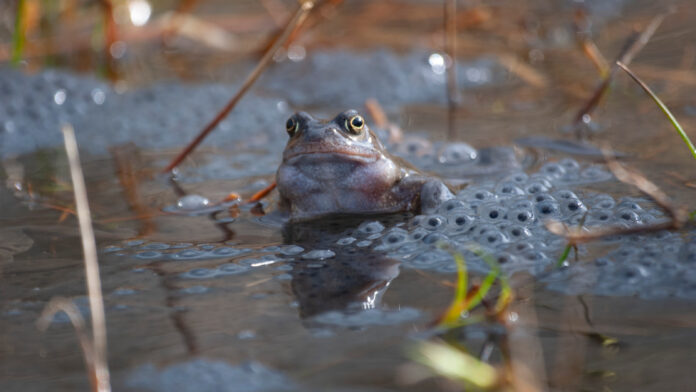 springsvitalsigns5 frogspawnWT cropped scaled