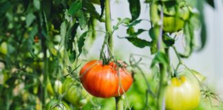 Draft Allotment and Community Growing Strategy Public Consultation tomatoes website