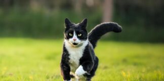 Welsh teen hopes to win People’s Choice vote after winning RSPCA photo comp unnamed 5