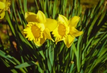 Rage, Rage Against The Dying Of The Light – Racism In Wales welsh