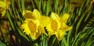 Dolen Cymru Lesotho Celebrates 40 Years welsh