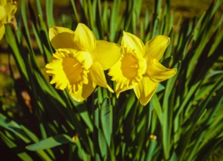 Rage, Rage Against The Dying Of The Light – Racism In Wales welsh