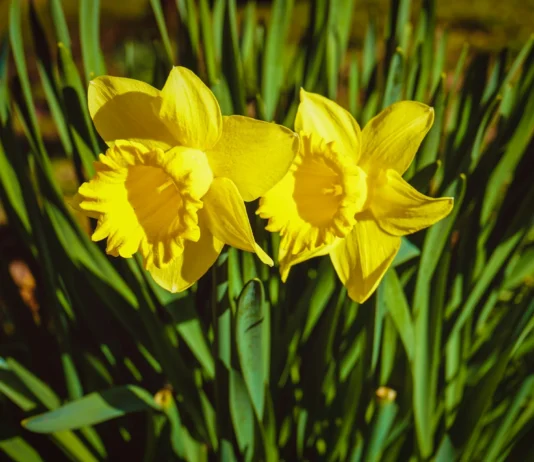 Rage, Rage Against The Dying Of The Light – Racism In Wales welsh
