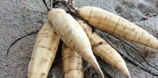 Response concerns raised by the public following reports of dogs becoming ill along certain beaches hemlock website