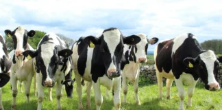 Slurry Lagoon Plans Go Ahead holstein cattle 2318436 1280