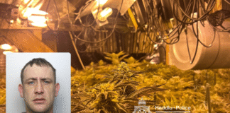 Landlord jailed after 200 cannabis plants found at his property op scotney kidwelly martin evans