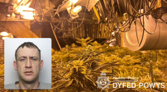 Landlord jailed after 200 cannabis plants found at his property