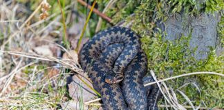 Adder Sightings Prompt Warning for Dog Walkers Along Swansea Coast pexels georg wietschorke 684125185 31280271 scaled