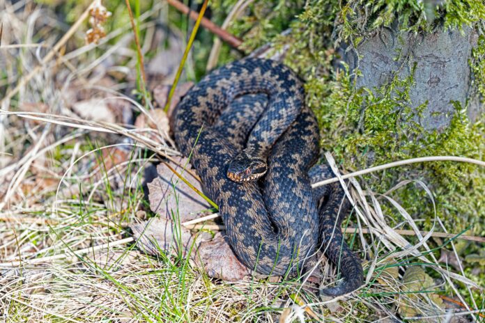 pexels georg wietschorke 684125185 31280271 scaled