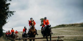 w figures show the scale of fox hunting and the havoc being inflicted on rural communities in Wales pexels reneterp 18892382 scaled