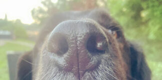 You’ll never guess what your dog’s nose can do unnamed 1