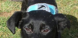 Letter to Editor, Dog Hit & Run 1000025301