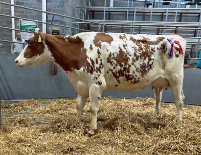 Champion cow Groton Herd May 20
