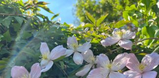 British Garden Centres’ Guide To The Top Climbing Plants To Grow Now Clematis scaled