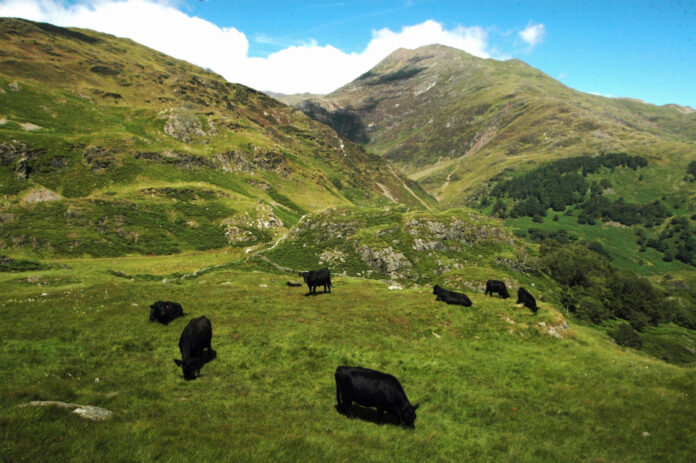 RWAS Hafod y Llan