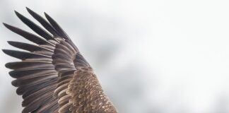 The British Bird of Prey Centre has a new nest in Idole. 1