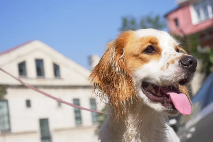 A Happy Dog Delighting In A Wonderful Su high resolution 3003480 A Happy Dog Delighting In A Wonderful Su high resolution 3003480