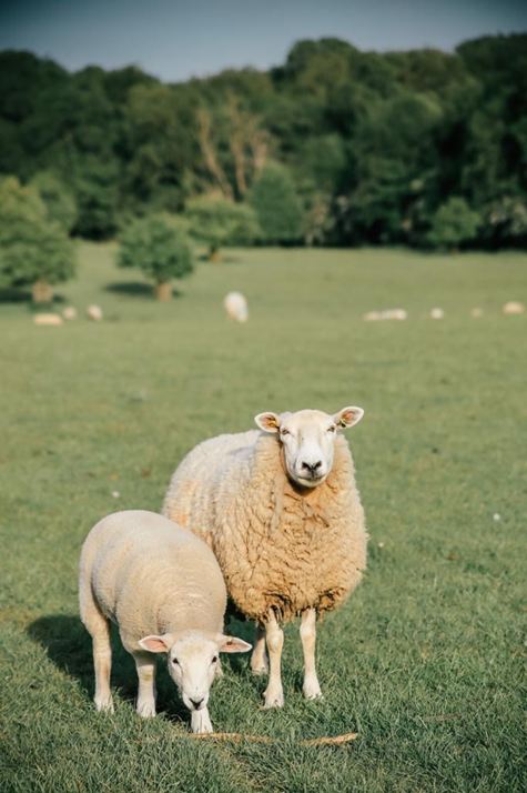 Farming Connect adds new sheep workshop to training programme (photo credit NADIS) Farming Connect adds new sheep workshop to training programme (photo credit NADIS)