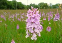 Big Orchid Count At West Wales Nature Reserve Heath spotted orchid
