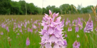 Big Orchid Count At West Wales Nature Reserve Heath spotted orchid