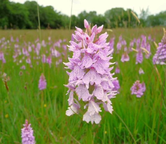 Big Orchid Count At West Wales Nature Reserve Heath spotted orchid