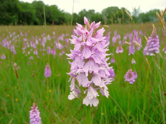 Heath spotted orchid