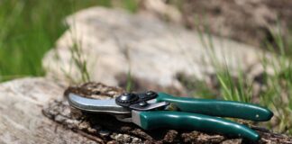 British Garden Centres’ guide to the Chelsea Chop to keep your garden blooming this summer The Chelsea Chop with British Garden Centres (credit Pixabay)