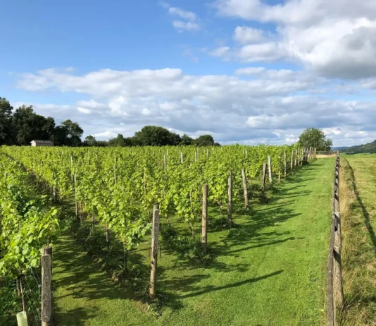Wales Toasts Its Thriving Wine Industry Vineyard