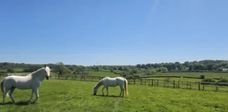 Saddle Up For Unforgettable Horsey Holidays horses in Great Redford Padock