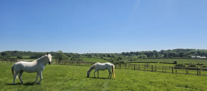 horses in Great Redford Padock horses in Great Redford Padock