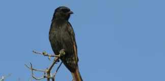 Families Urged To Help Protect UK Blackbirds As Mosquito-Borne Virus Spreads pexels dkeats 32664113
