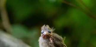 Why Rescuing Baby Birds Could Do More Harm Than Good pexels jay brand 1763356224 32742753