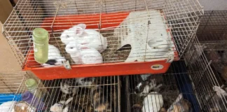 Time To Give Rabbits Their ‘Happy, Hoppy Homes After Overcrowding Cases unnamed (4)