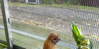 RSPCA Cymru Issues Reminder To Pet Poultry Owners To Follow Avian Influenza Guidelines unnamed (5)