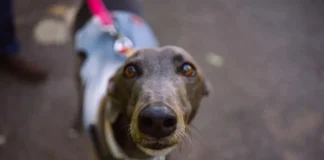 Greyhound Track Fatalities Increase Again As Charities Renew Call For Racing Ban unnamed (6)