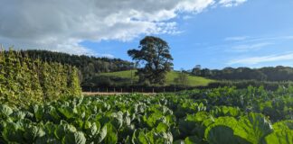 Explore the growth of Welsh-grown vegetables with Bwyd o’r Tir- Growing for the Future programme ‘Bwyd o’r Tir’ Growing for the Future, Farming Connect’s new Agrisgôp programme window opening soon