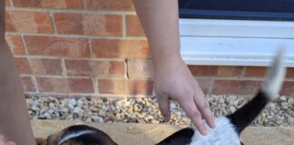 Swansea Man Who Hit And Dropped Dog Is Imprisoned For 18 Weeks Casper