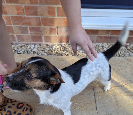 Swansea Man Who Hit And Dropped Dog Is Imprisoned For 18 Weeks Casper