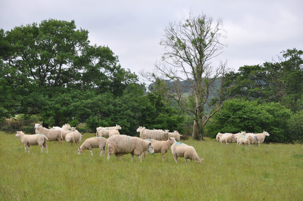 Gerwyn Evans' flock DSC 0016 @300