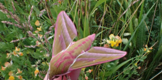 Rare opportunity to explore the wild side of Hergest Croft Gardens Hergest Croft Elephant hawkmoth Kington Actinic 160623 10