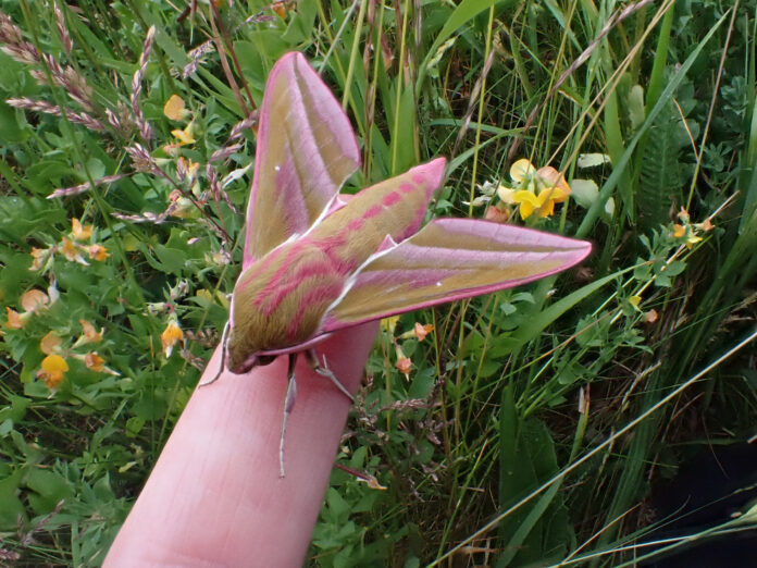 Hergest Croft Elephant hawkmoth Kington Actinic 160623 10