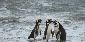 Academydd yn helpu i olrhain pengwiniaid sy’n mynd ar goll wrth iddynt deithio adref Magellanic penguins Image by falco from Pixabay