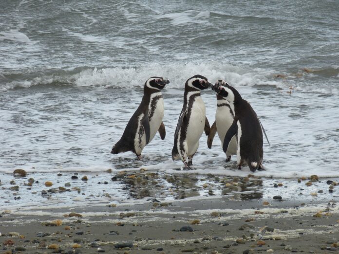 Magellanic penguins Image by falco from Pixabay