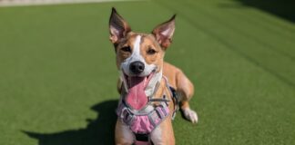 C’mon Cymru! Dogs Trust Cardiff goes football mad for the Women’s Euros Super Suki making her predictions for the upcoming Euros