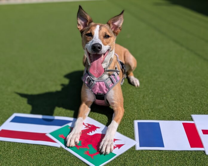 Super Suki making her predictions for the upcoming Euros