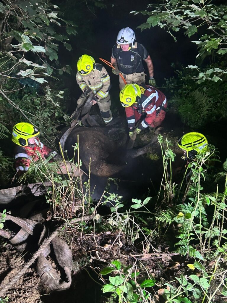 Talog Cow Rescue 01