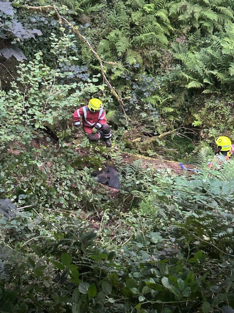Talog Cow Rescue 02