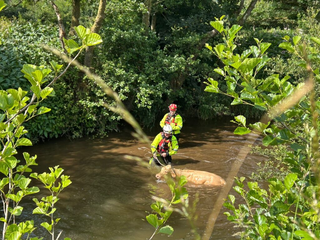 Whitland Calf Rescue 01