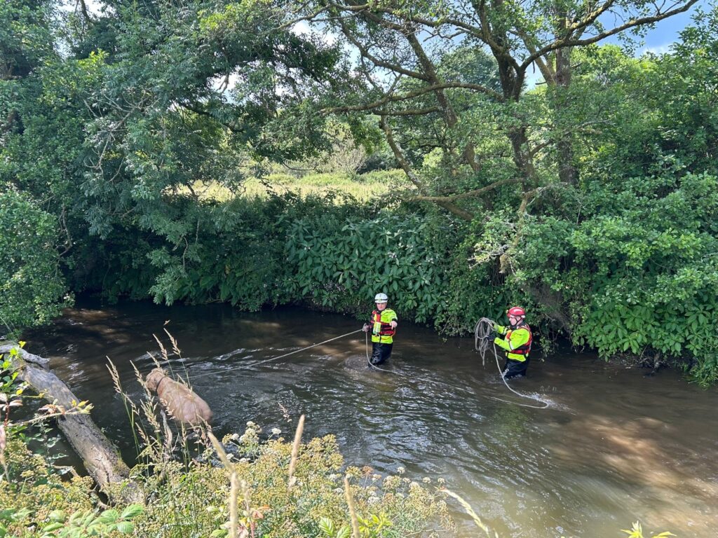 Whitland Calf Rescue 02
